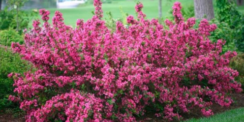 Kada weigela cvjeta: vrijeme, trajanje